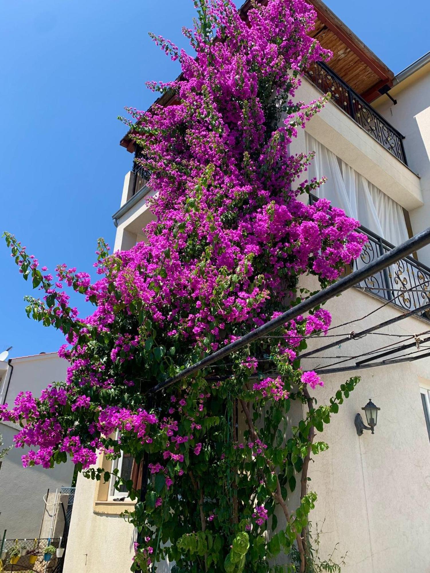 Perla Alba Apartments Tribalj エクステリア 写真
